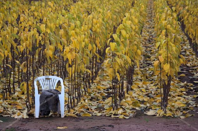 Esperando Naturaleza Color (Digital)