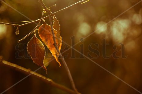 Otoño cálido