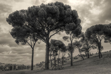 Bajo los pinos