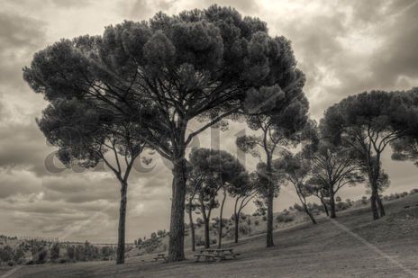 Bajo los pinos