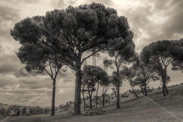 Bajo los pinos Nature Black and White (Digital)