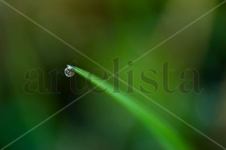 La gota