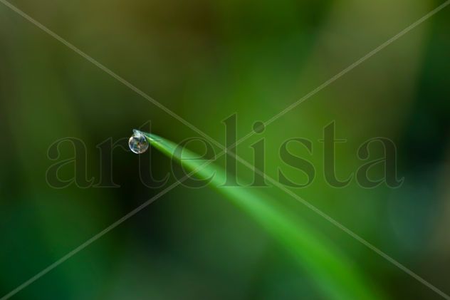 La gota