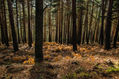 Bosque de montaña