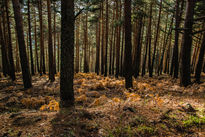 Bosque de montaña