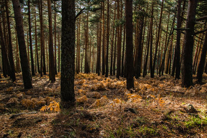 Bosque de montaña