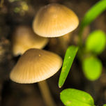 Naturaleza pura thumbnail 1