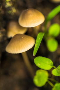 Setas en el bosque