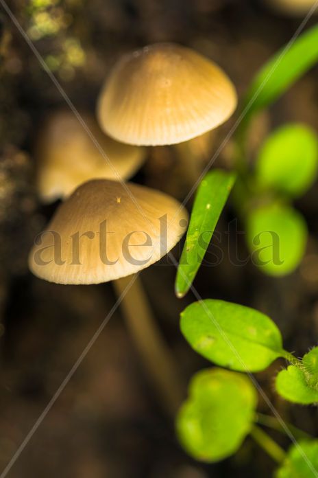 Setas en el bosque