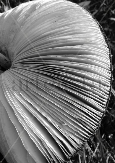 Cicuta nº53: SetAcordeón Naturaleza Blanco y Negro (Digital)