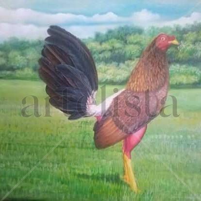 Gallo Sambo