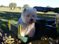 Westie en el campo