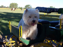 Westie en el campo