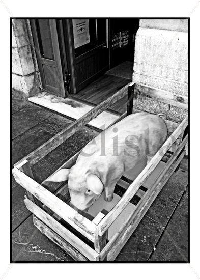 Pig in the street Advertising and Fashion Black and White (Digital)