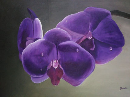 Orquidea