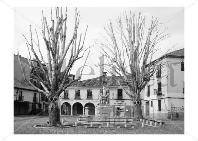 árboles mirones