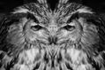 Doblar por la mitad bw