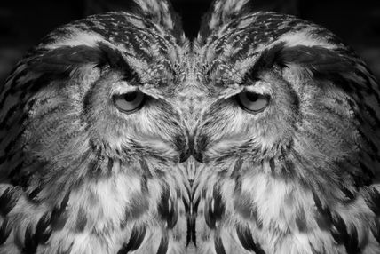 Doblar por la mitad bw