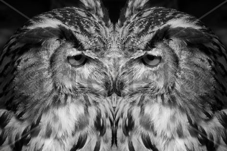 Doblar por la mitad bw