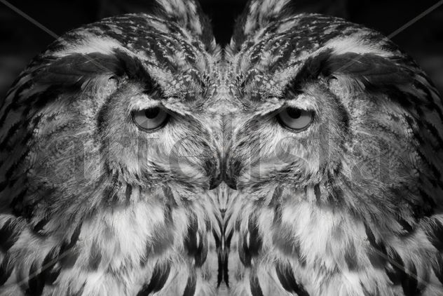 Doblar por la mitad bw