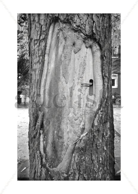 Doortree