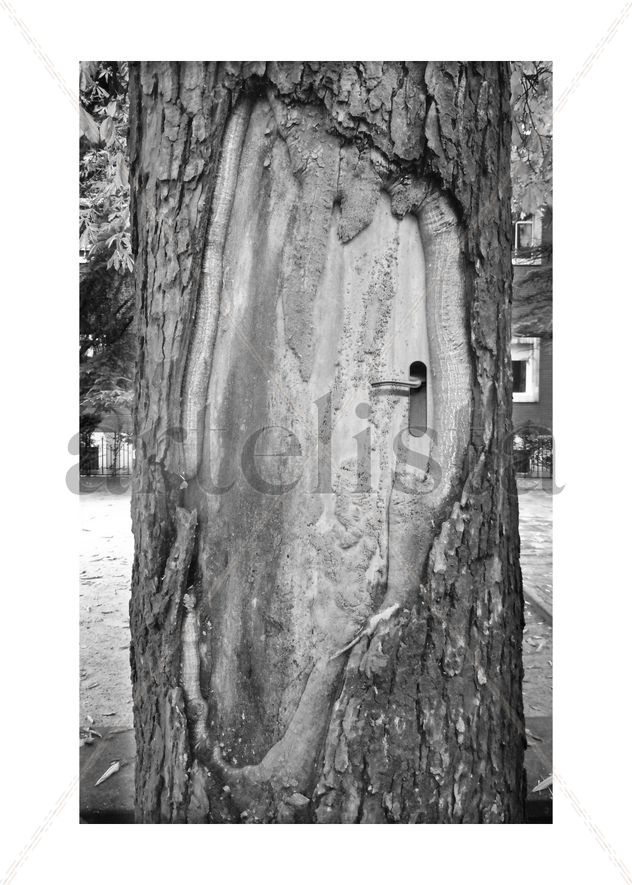 Doortree