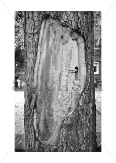 Doortree Nature Black and White (Digital)