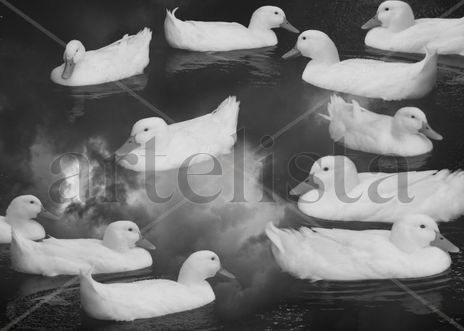 Ducks in the sky
