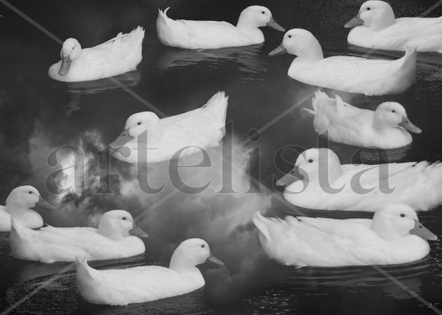 Ducks in the sky