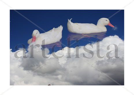 Ducksia