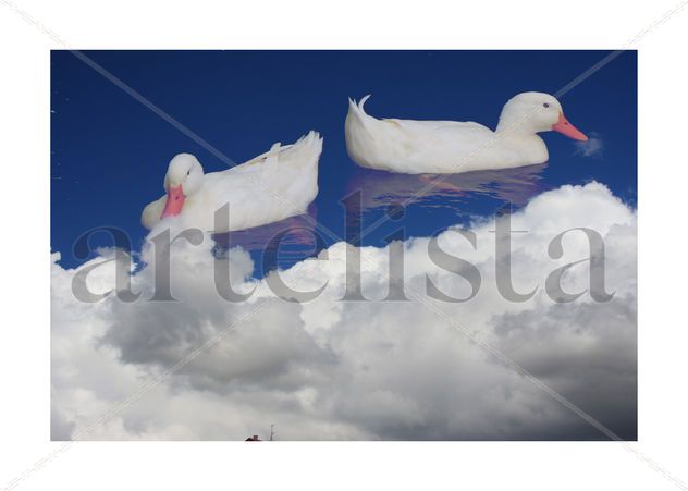 Ducksia