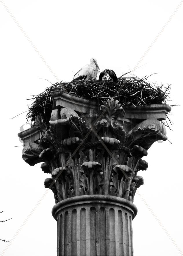 nest