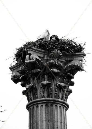 nest Naturaleza Blanco y Negro (Digital)