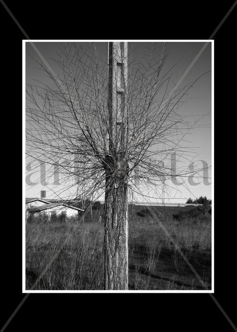 Árbol poste 1