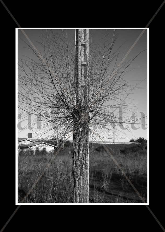 Árbol poste 1