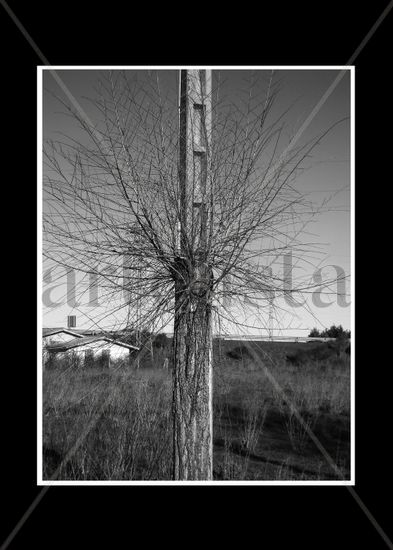 Árbol poste 1 Nature Black and White (Digital)