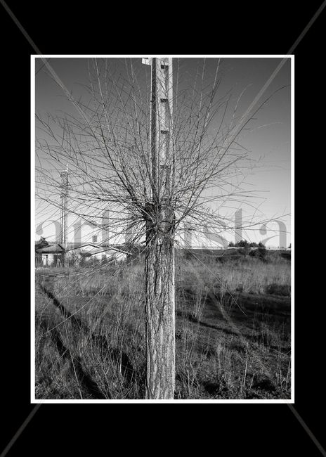 Árbol poste 2