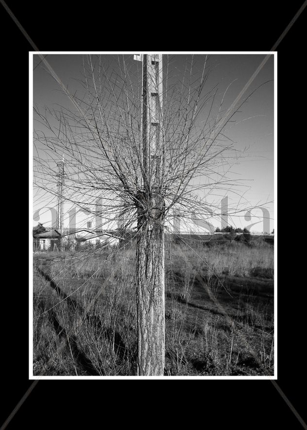 Árbol poste 2