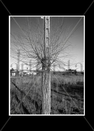 Árbol poste 2 Nature Black and White (Digital)