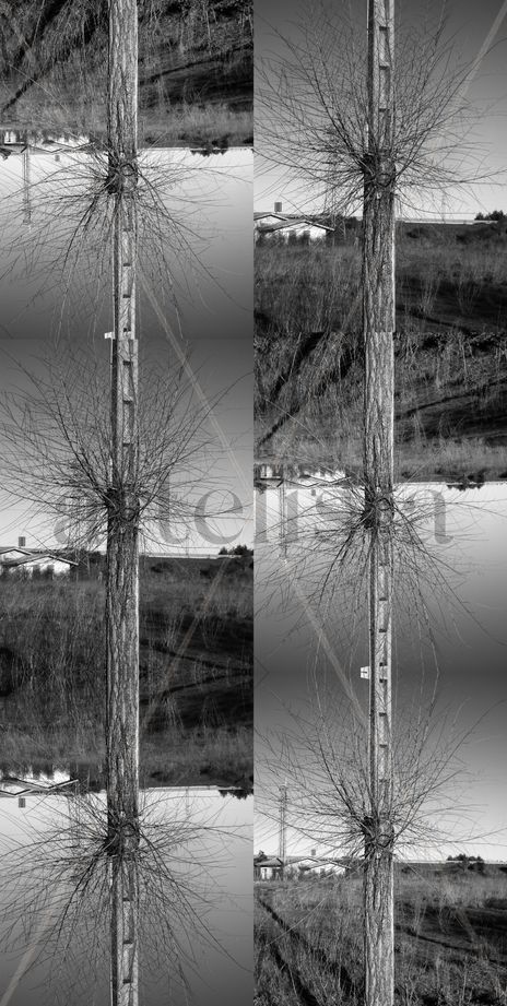 Árboles poste (serie)