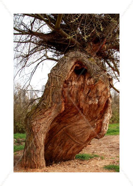 Árbol sonriente