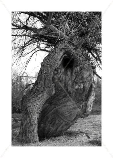 Árbol sonriente bw Nature Black and White (Digital)