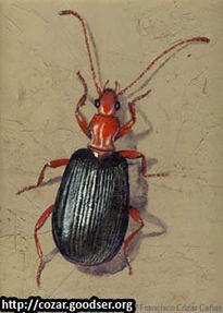 Brachinus crepitans