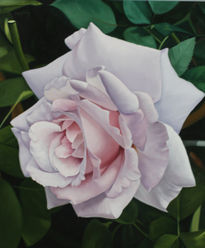 Rosa I