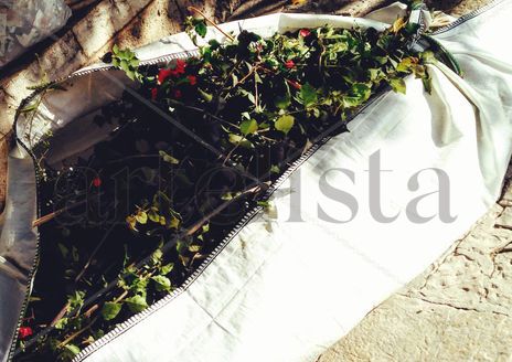 Cicuta nº62:...