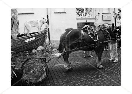 Horsedog2