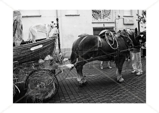 Horsedog2 Fotoperiodismo y documental Blanco y Negro (Digital)