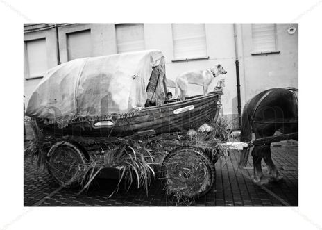 Horsedog3