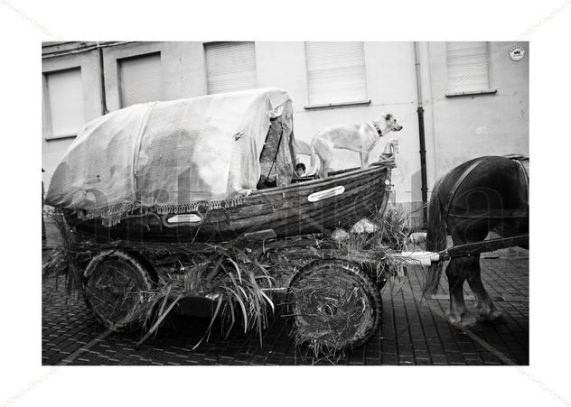 Horsedog3