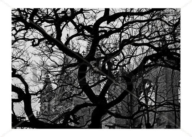 Invierno en la catedral Nature Black and White (Digital)